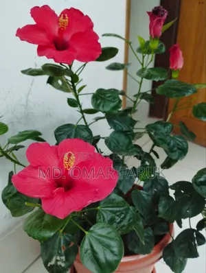 জবা ফুল গাছ
