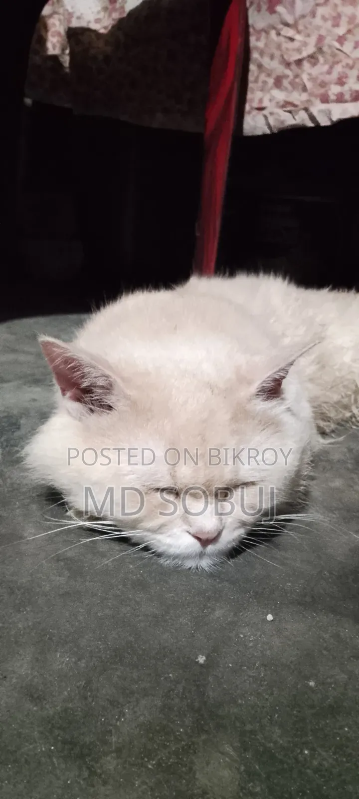 1+ Year Male Purebred Persian