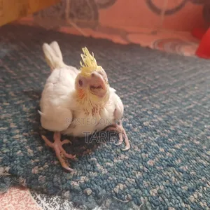Cockatiel Bird