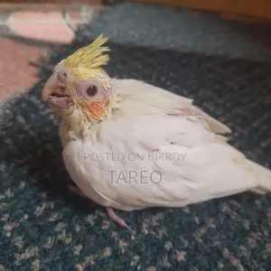 Cockatiel Bird