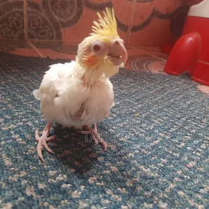 Cockatiel Bird