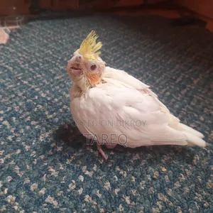 Cockatiel Bird