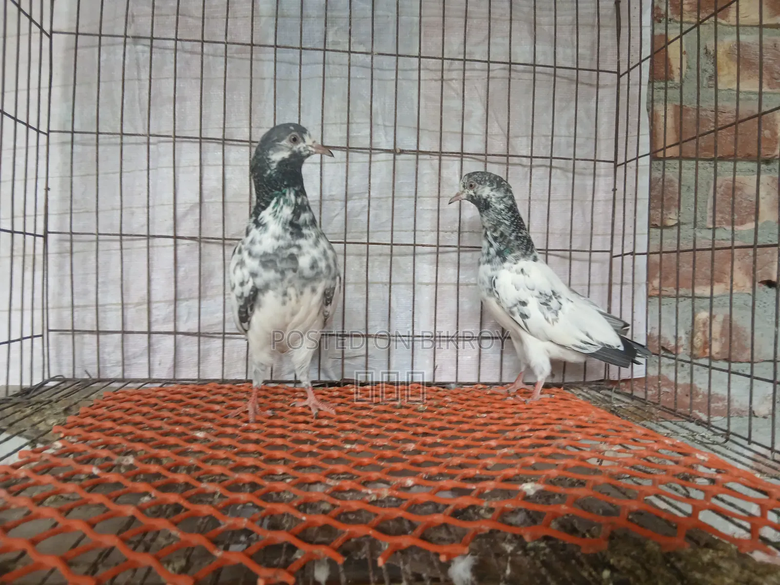 Golden Pigeon