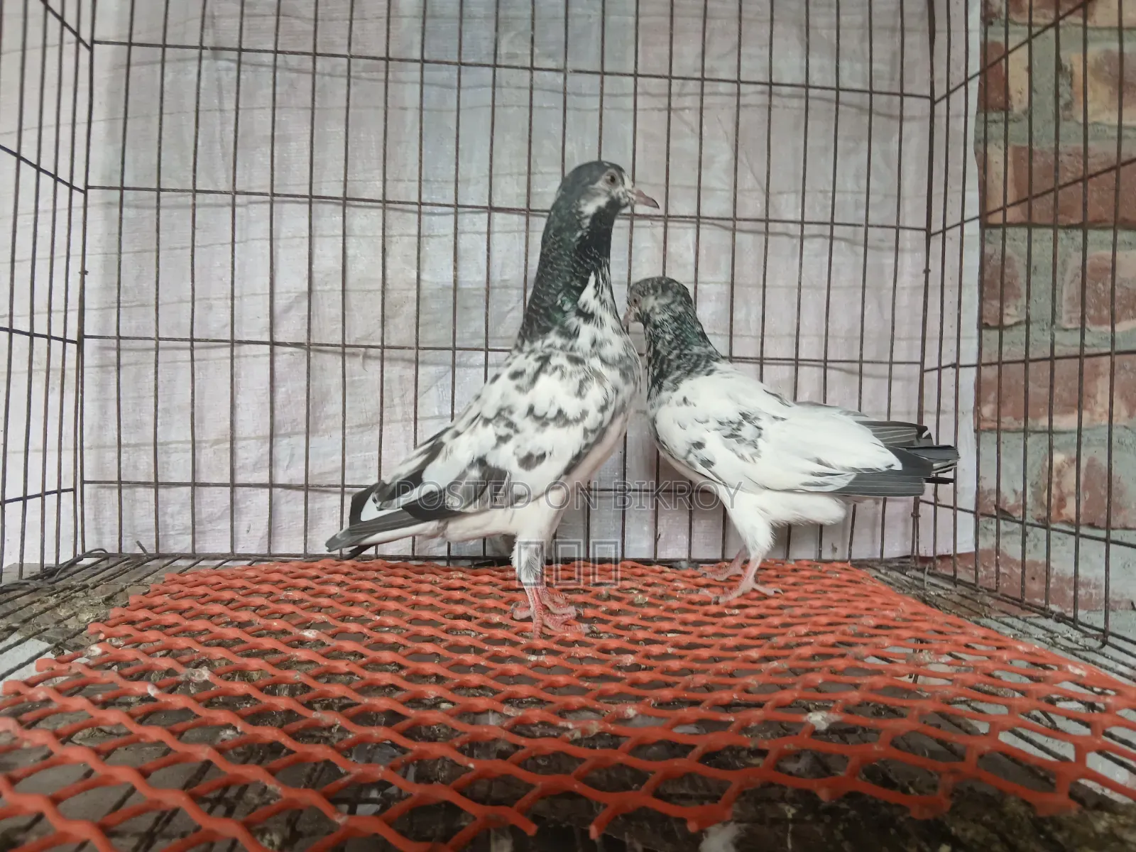 Golden Pigeon
