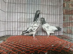 Golden Pigeon