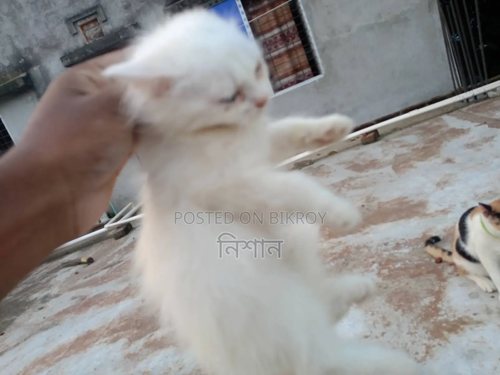 1-3 Months Female Purebred Persian