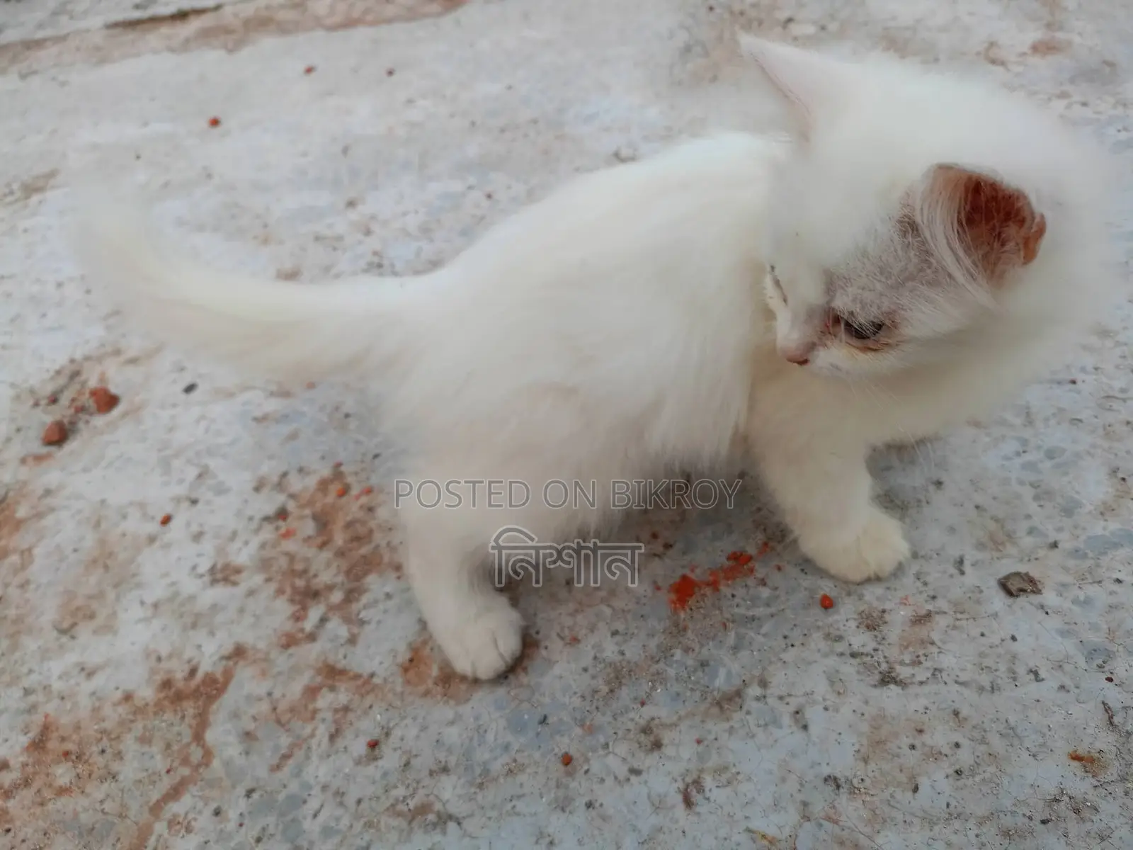 1-3 Months Female Purebred Persian