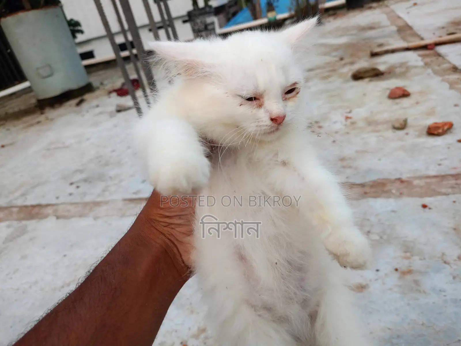 1-3 Months Female Purebred Persian