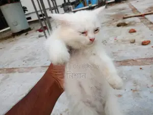 1-3 Months Female Purebred Persian