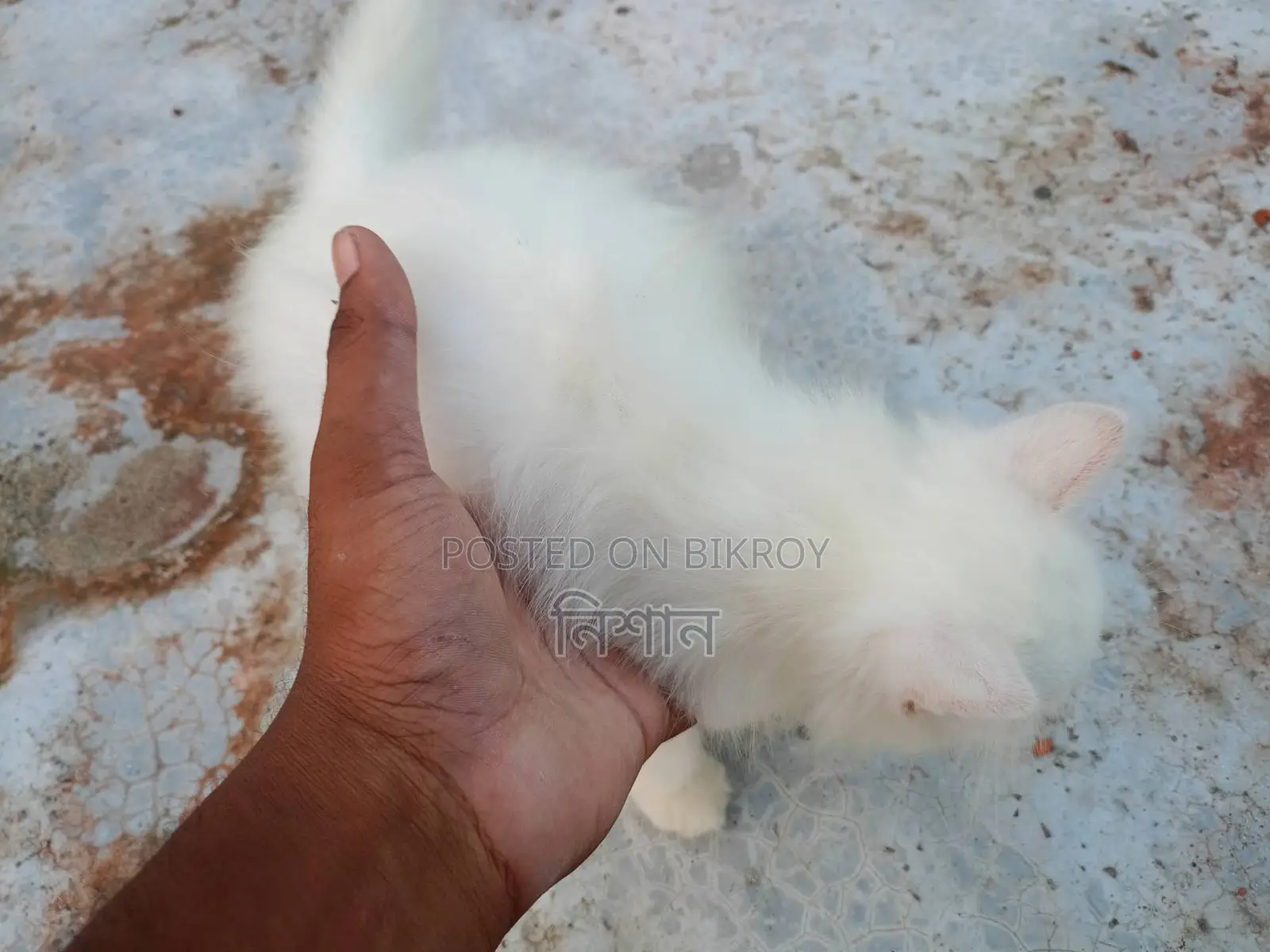 1-3 Months Female Purebred Persian