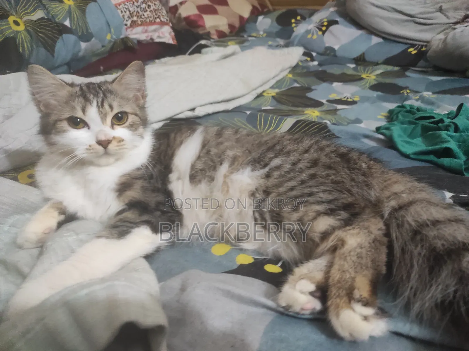 6-12 Months Female Mixed Breed Persian