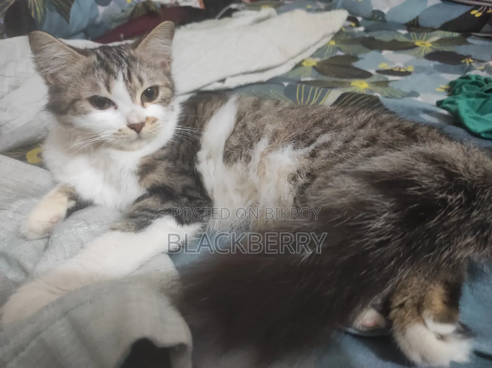 6-12 Months Female Mixed Breed Persian