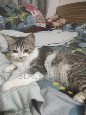6-12 Months Female Mixed Breed Persian