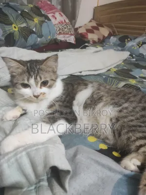 6-12 Months Female Mixed Breed Persian