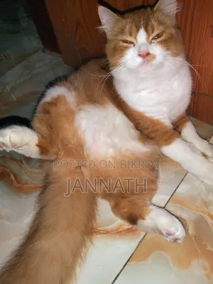 3-6 Months Female Purebred Persian