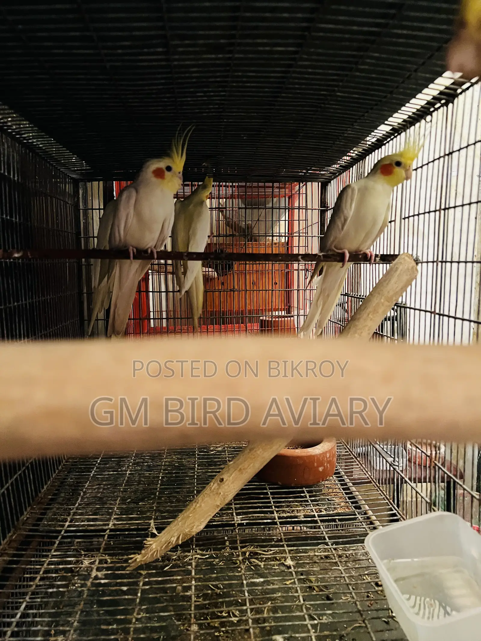 Cockatiel Running Bird