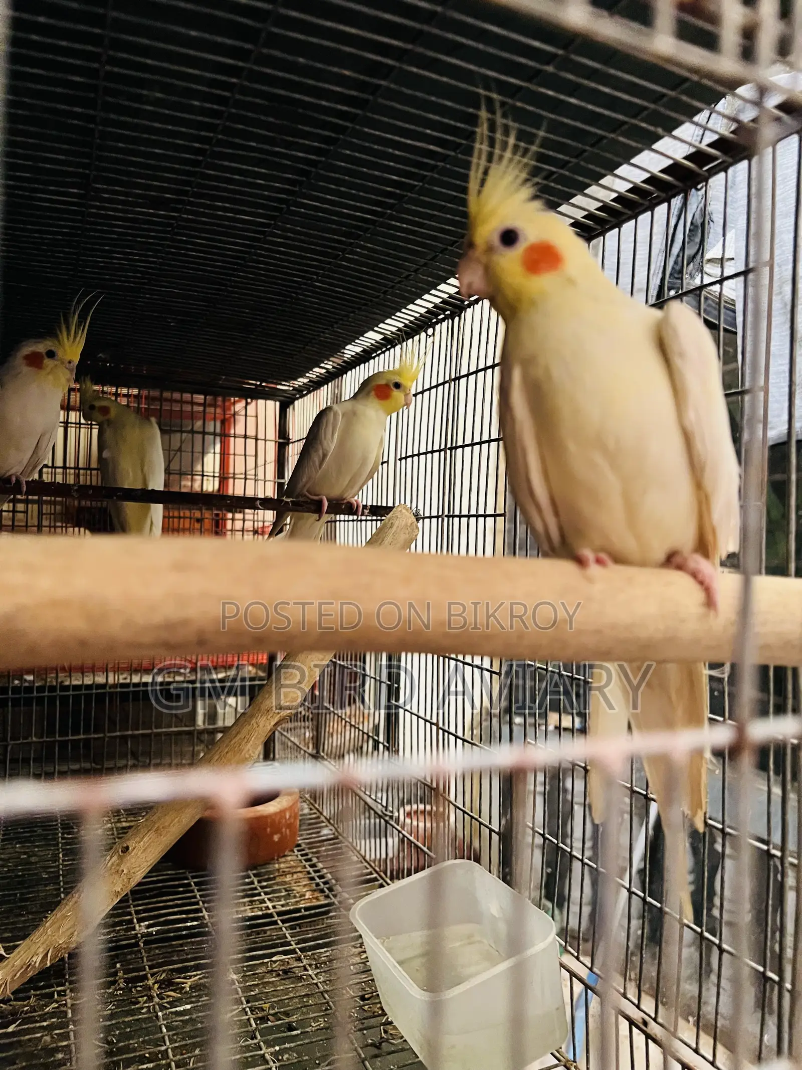 Cockatiel Running Bird