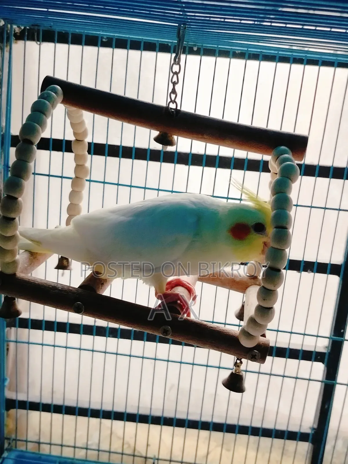 Cockatiel Baby