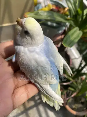 Bird For Sale