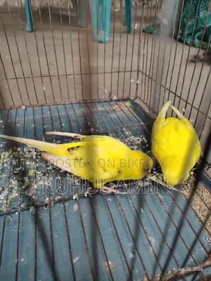 Budgerigar Birds