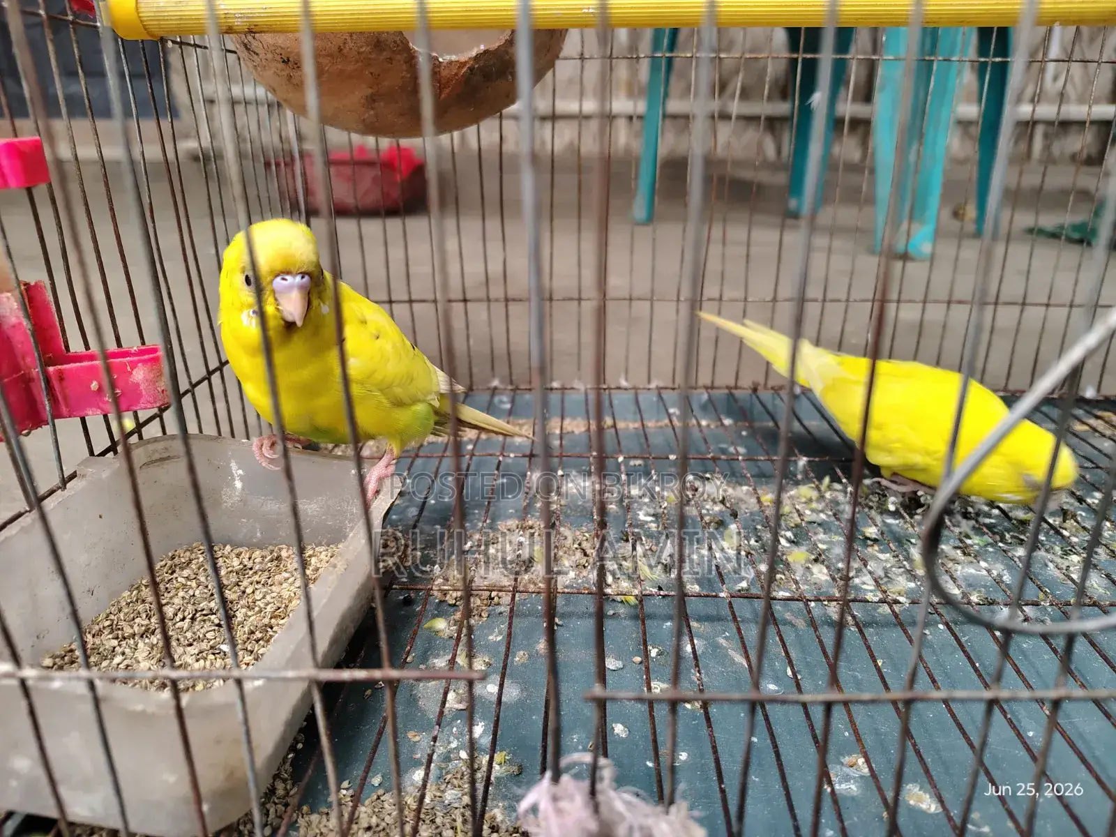 Budgerigar Birds