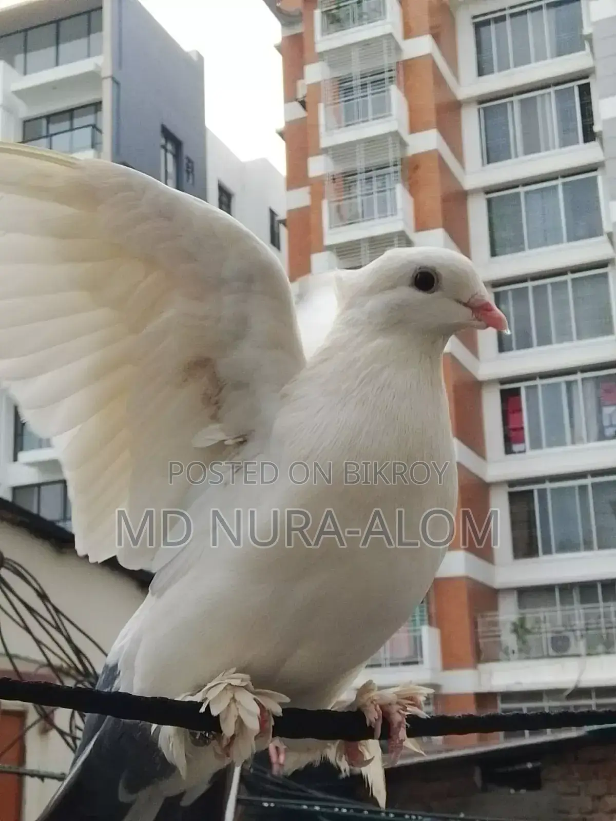 This Shikra pigeon is for sale. It stays with everyone and on hand.