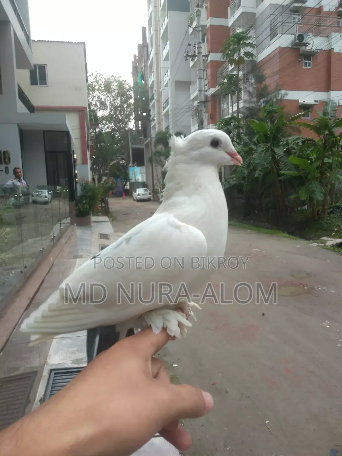 This Shikra pigeon is for sale. It stays with everyone and on hand.