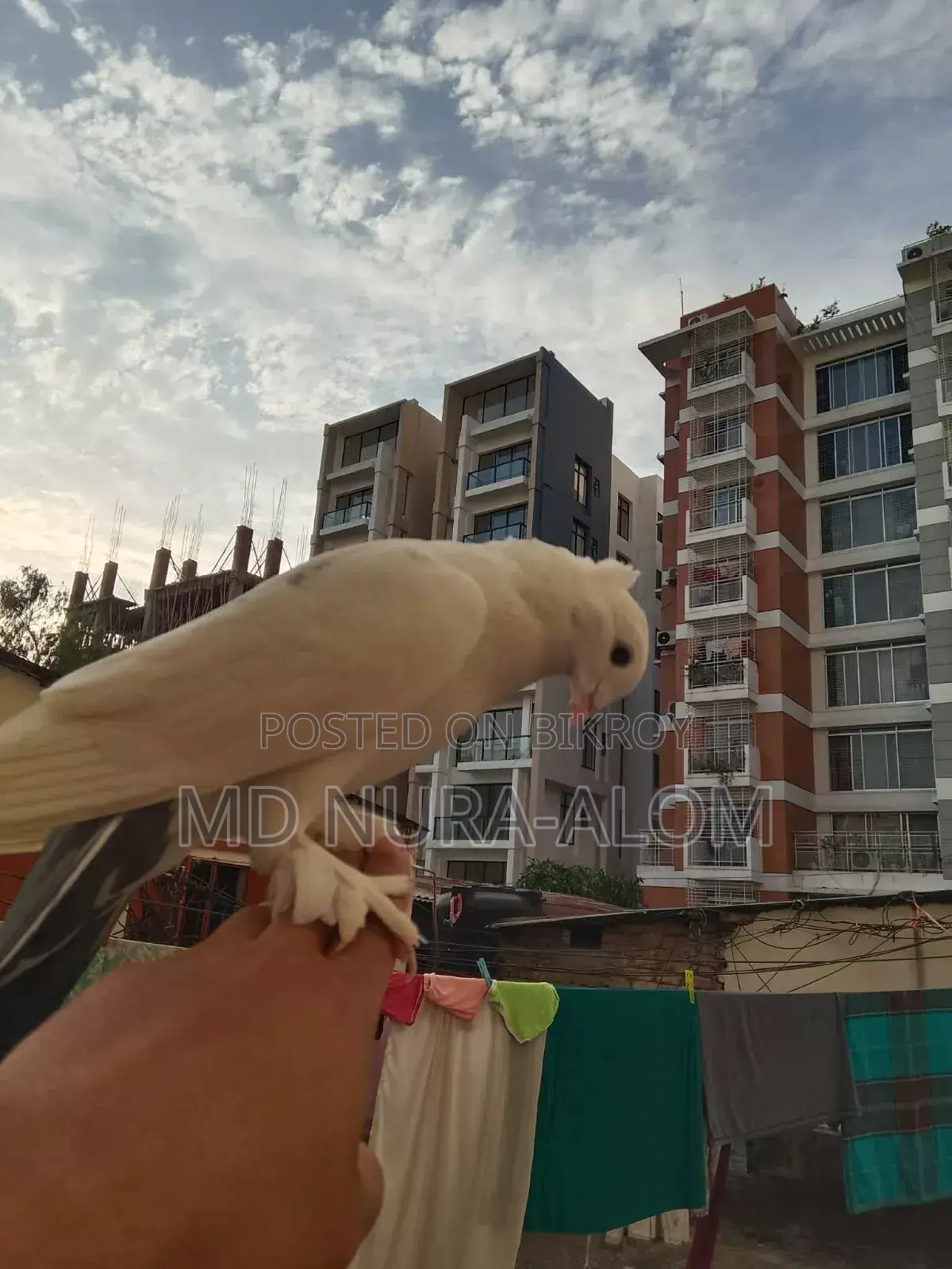 This Shikra pigeon is for sale. It stays with everyone and on hand.