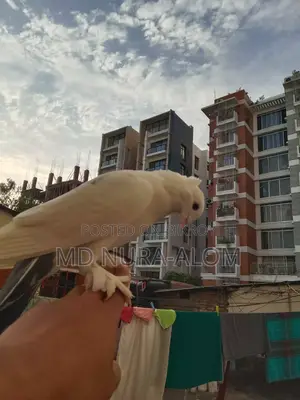 This Shikra pigeon is for sale. It stays with everyone and on hand.