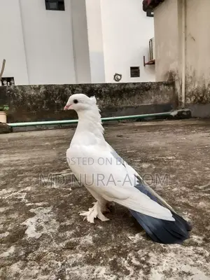 This Shikra pigeon is for sale. It stays with everyone and on hand.