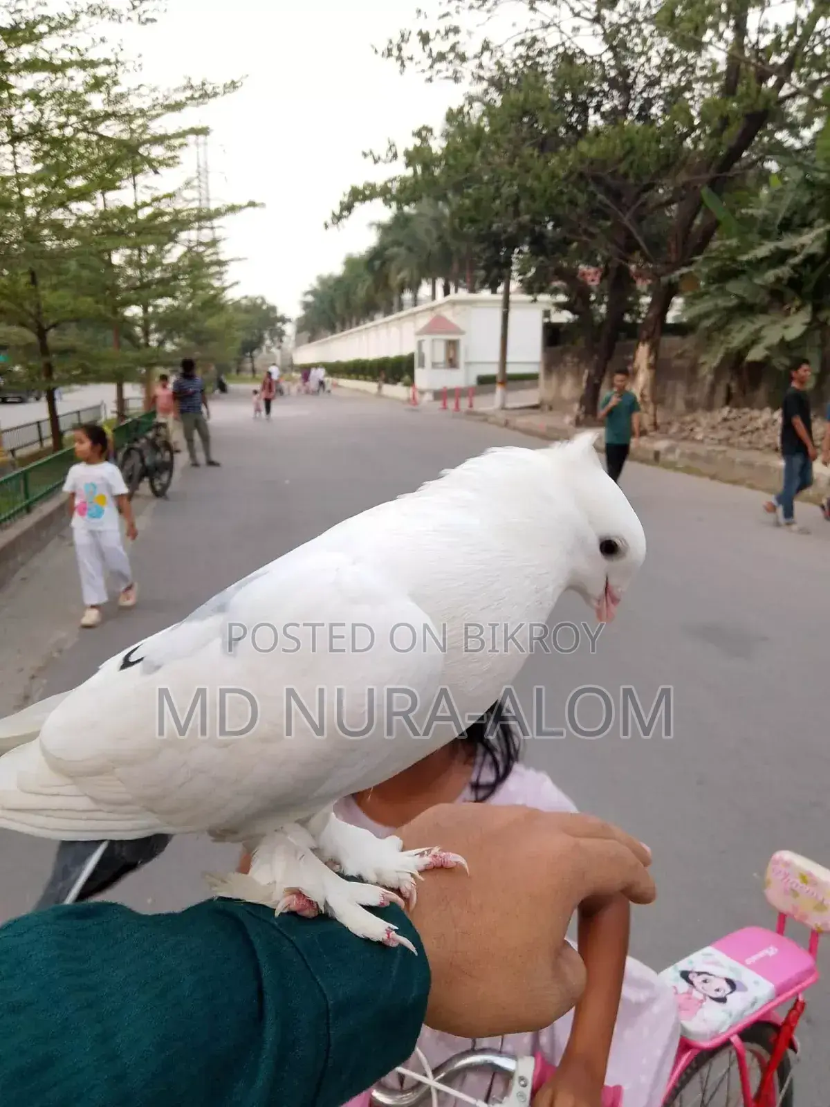 This Shikra pigeon is for sale. It stays with everyone and on hand.