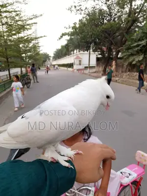 This Shikra pigeon is for sale. It stays with everyone and on hand.