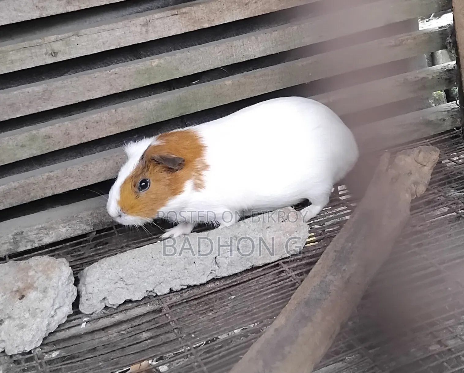 Adult female guinea pig for sale