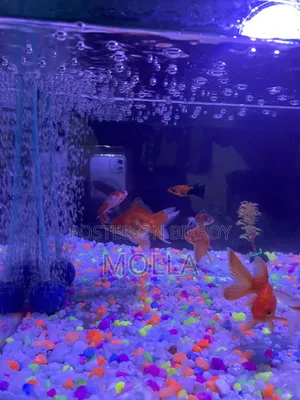 Aquarium full setup for sale due to money need