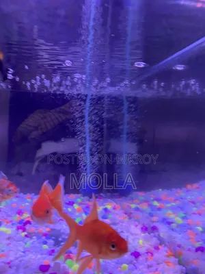 Aquarium full setup for sale due to money need