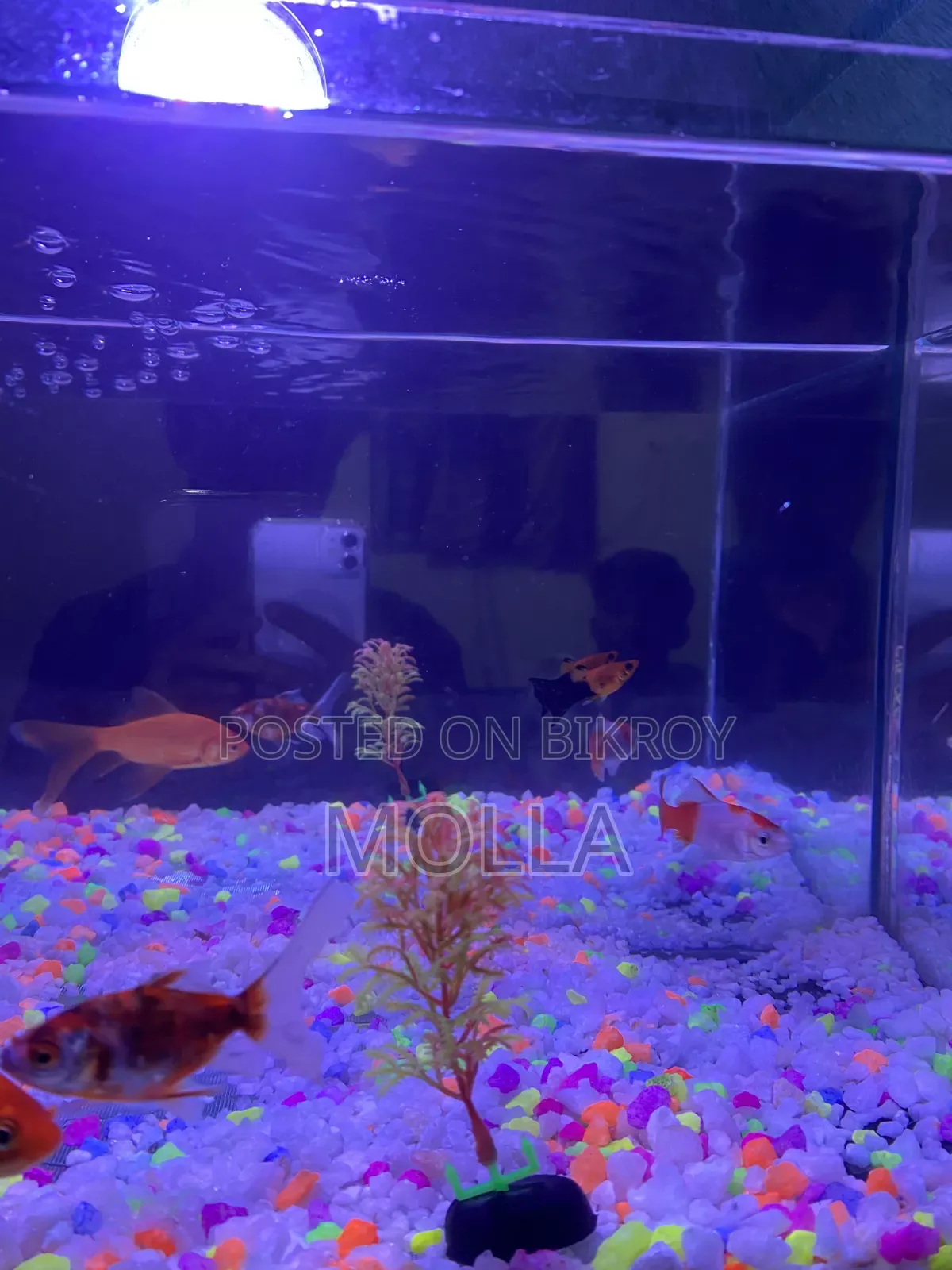 Aquarium full setup for sale due to money need