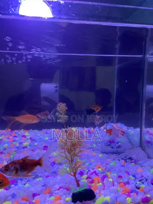 Aquarium full setup for sale due to money need