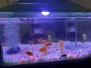Aquarium full setup for sale due to money need