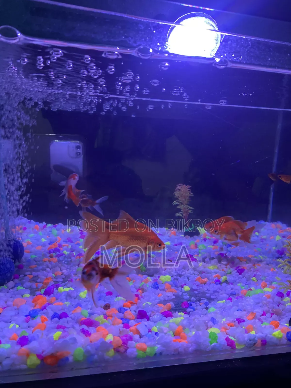 Aquarium full setup for sale due to money need