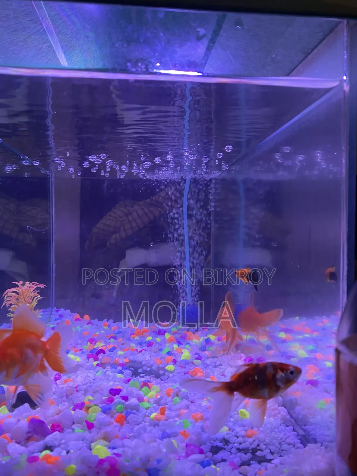 Aquarium full setup for sale due to money need