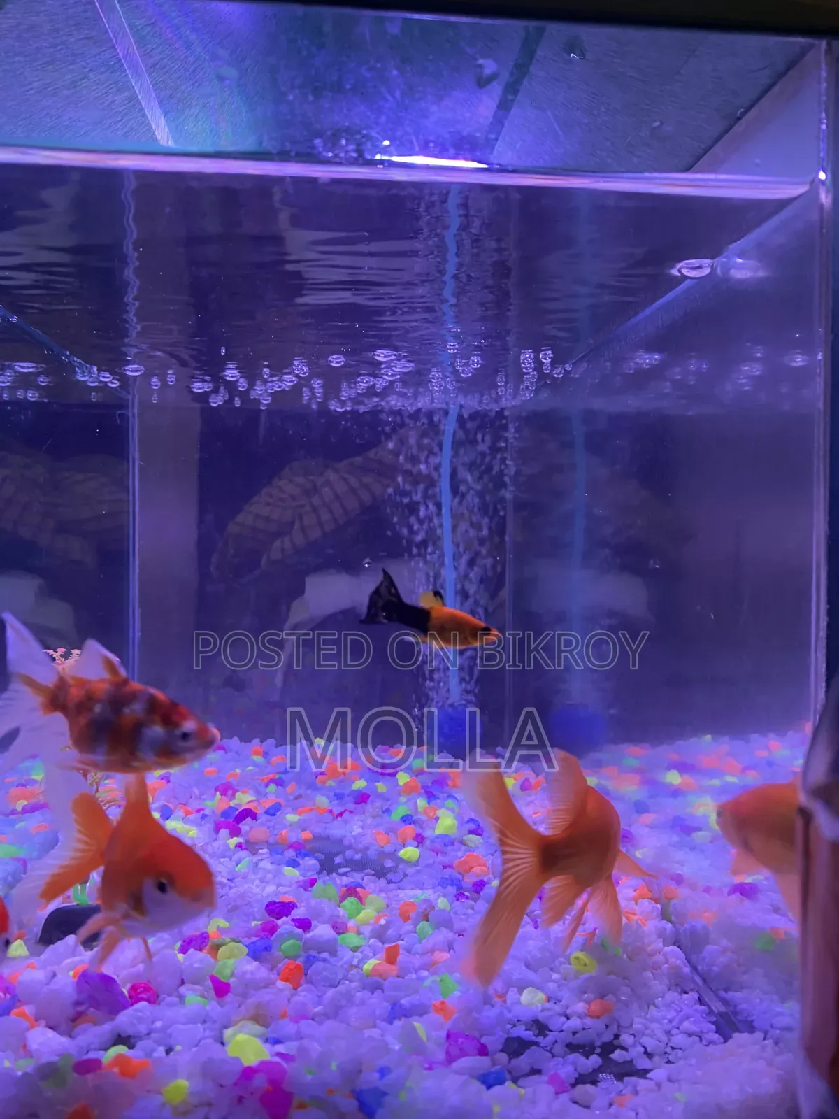 Aquarium full setup for sale due to money need