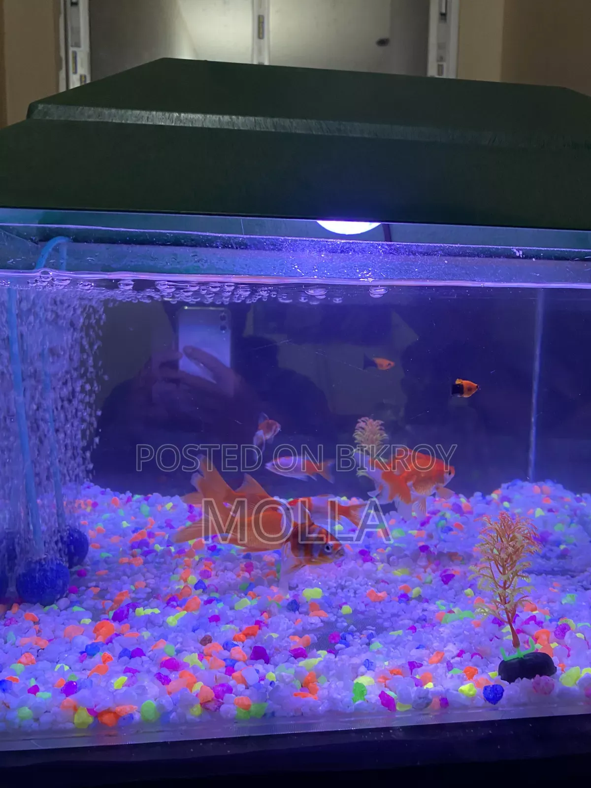 Aquarium full setup for sale due to money need