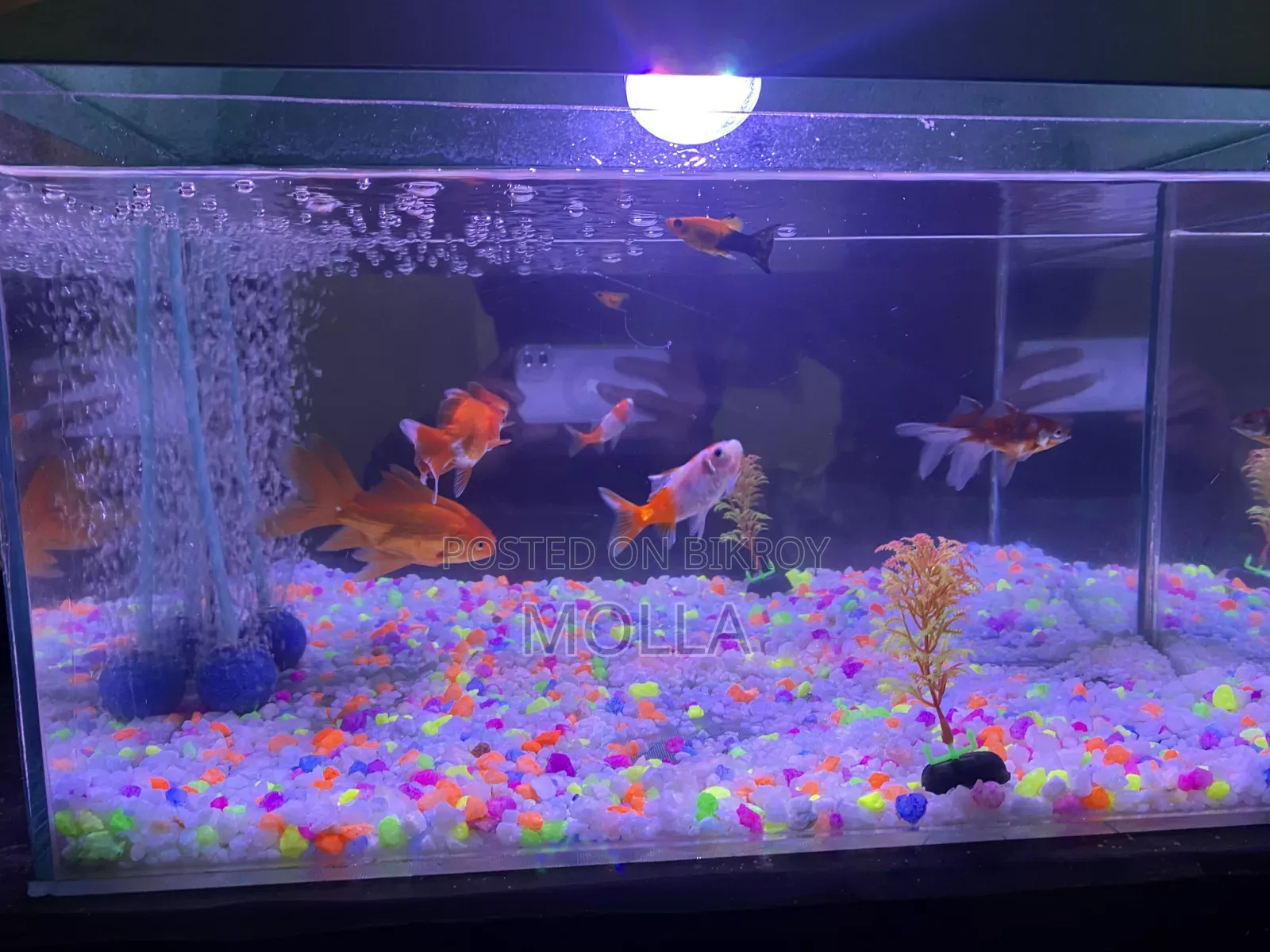 Aquarium full setup for sale due to money need