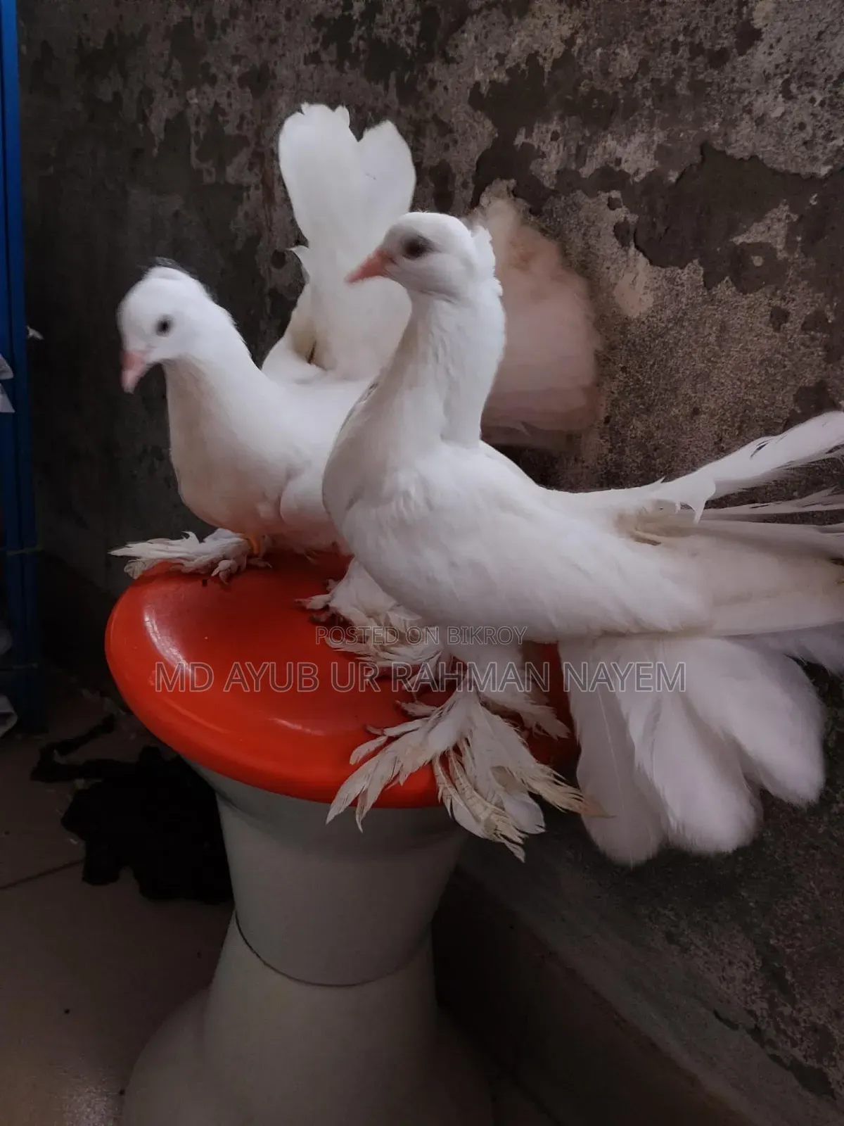Fancy Pigeon