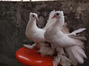 Fancy Pigeon