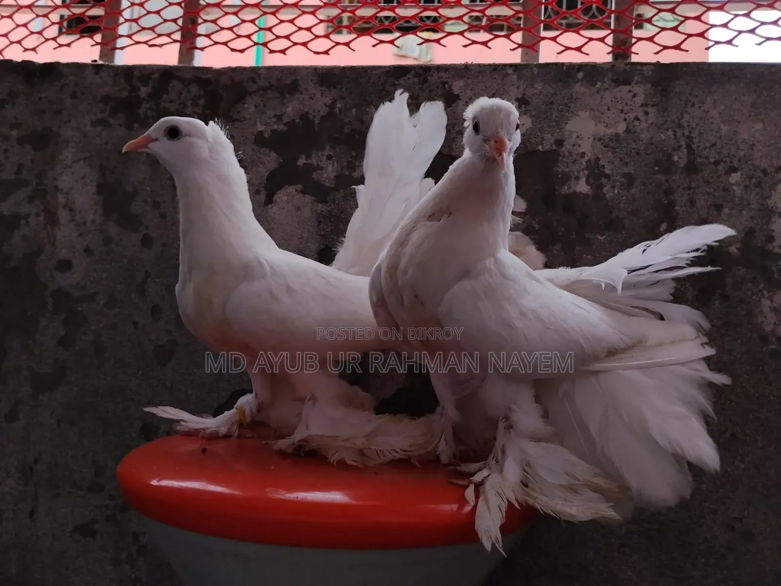 Fancy Pigeon