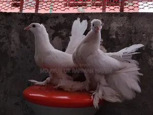 Fancy Pigeon