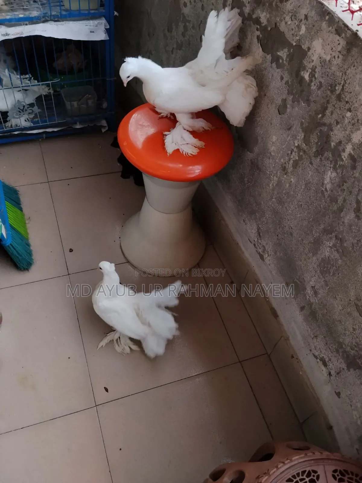 Fancy Pigeon