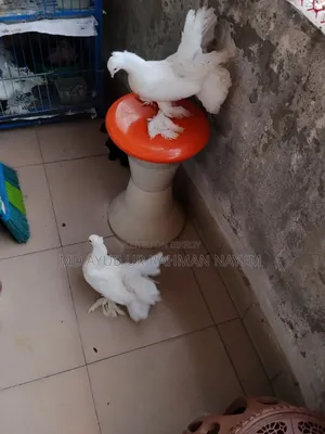 Fancy Pigeon
