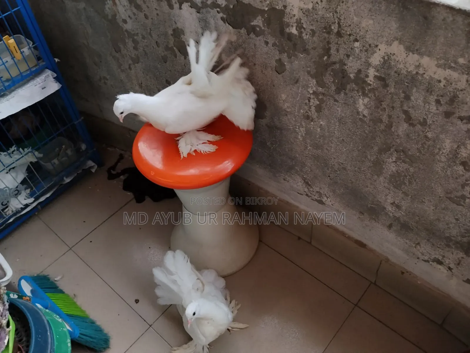 Fancy Pigeon